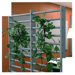 espalier